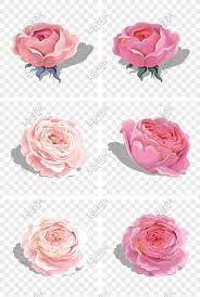 Beautiful Pink Vector Peony Rose Flower Png Image Picture Free Download 649883818 Lovepik Com Vektor bunga mawar png, transparent png is a contributed png images in our community. beautiful pink vector peony rose flower