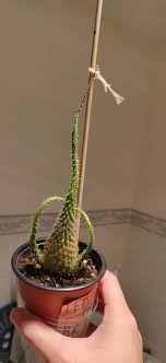 If the cactus is turning yellow from the top, the most common and likely reason would be sunburn. Help Me Please So My Cactus Started To Turn Yellow From The Bottom And The Top Part Just Went All Soft And Flimsy The Top Started The Turn Green And It Has
