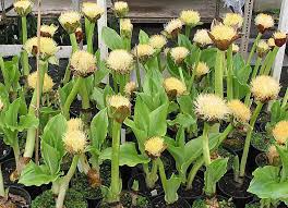 Image result for Scadoxus cinnabarinus
