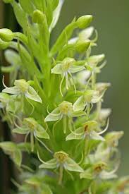 Image result for Habenaria riparia