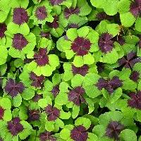 Image result for Oxalis tetraphylla