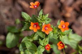 Image result for Anagallis serpens