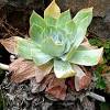 Cacti are native to the cactus spines are produced from specialized structures called areoles, a kind of highly reduced branch. Https Encrypted Tbn0 Gstatic Com Images Q Tbn And9gcrf5mex Cugrqtaiz4qcqh 8suviyf2vc Vvihqipby1g7gm5dj Usqp Cau