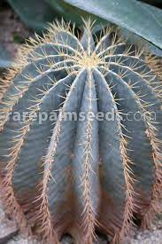 .seed osrs, cactus seeds for sale, cactus seeds online, cactus seed stardew, cactus seeds from flowers, cactus seeds from ebay, starting cactus golden barrel cactus from seed, growing blue torch cactus from seed, cactus seed catalog, cactus seed care, cactus seed canada, cactus seed. Ferocactus Glaucescens Blue Barrel Cactus Buy Seeds At Rarepalmseeds Com