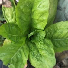 Image result for Brassica juncea