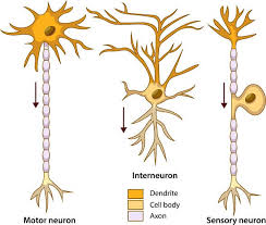 The editors embrace interdisciplinary strategies which integrate biophysical, cellular, developmental, and molecular approaches with a systems approach to sensory, motor, and … Sensory Neuron The Definitive Guide Biology Dictionary
