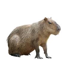 May 20, 2018 · carpincho leather is manufactured from the soft hide of the (hydrochoerus hydrochaeris) carpincho is portuguese, which means 'water pig', and is also known and universally capybara. Carpincho Raza De Roedor