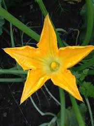 Goya flor de calabaza / zucchini flower 7 oz. How To Grow Harvest Store And Prepare Squash Blossoms Gardening Channel
