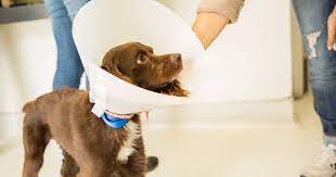 How To Treat Eye Infections In Dogs Zoetis Petcare