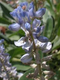 The color blue is rare in nature and because of that, blue flowering plants are very popular in gardens. Silvery Foliage Sky Blue Flower Makes Sand Lupine Memorable