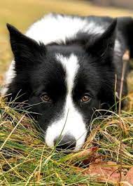 Have You Ever Wondered What Kind Of Dog Is The Smartest Hunde Tiere Und Susse Tiere