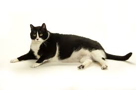 With tenor, maker of gif keyboard, add popular funny fat cat memes animated gifs to your conversations. Fat Cats Are No Joke Fear Free Happy Homes