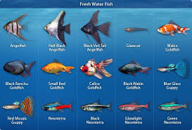 Stephan S Science Page Friends Seminary Licensed For Non Commercial Use Only One Fish Two Fish Tropical Fish Tanks Tropical Freshwater Fish Aquarium Fish