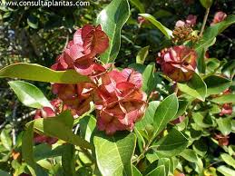 Image result for Combretum kraussii