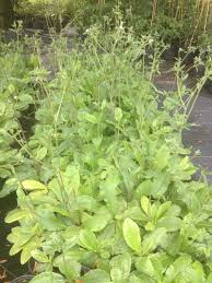 Image result for Elephantopus