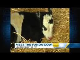 2020 popular 1 trends in home & garden, toys & hobbies, automobiles & motorcycles, jewelry & accessories with figurines and miniatures panda and 1. Panda Cow New Breed Of Miniature Cow Born Youtube