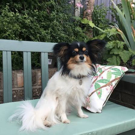 Papillon Dog Breed Guide: Care and Training | BorrowMyDoggy