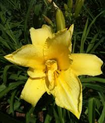 Double Jackpot Daylily Yellow 5 Rebloomer Day Lilies Daylilies Plants