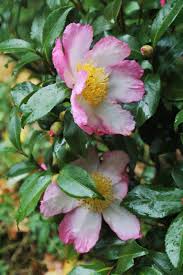 Autumn Sunrise George Adams Giardino Camelia Rose Bianche