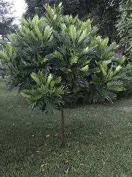 Japanese Fern Tree Fillicium Decipiens Landscaping Around Pool Outdoor Gardens Japanese Fern