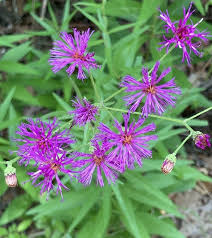 Image result for Vernonia lycioides