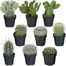 We did not find results for: Cactus Succulents Plants Garden Flowers The Home Depot