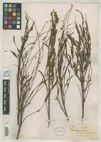 Image result for Aeschynomene nyassana