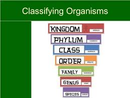 It classifies nature into a hierarchy based on different groups. Living Things Classification