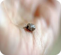 Ce sont des parasites qui appartiennent à la famille des ixodidae. Comment Eviter Les Morsures De Tiques Les Morsures De Tiques Centre Antipoisons Belge