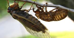 I didn't know they could get that huge though. What Is Brood X The U S Cicada Infestation Coming In 2021 Cbs News