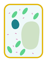 Starch is the way plant cell store energy, whereas animal cells store their energy as glycogen. File Simple Diagram Of Plant Cell Blank Svg Wikimedia Commons