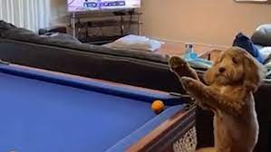 Dog Helps Out Its Owner By Knocking Snooker Ball Into The Nearest Pocket With Its Paw Daily Mail Online