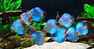 Pin De Carlos Ramos En Peces Disco Peces De Agua Salada Peces De Acuario Acuario De Peces Disco