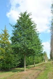 Image result for Robinia