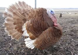 Always good to have a comparison. Turkey Weight Breeding Turkeys As A Home Business Idea
