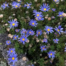 Image result for Felicia clavipilosa