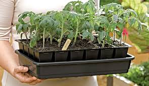 germinate seeds to get best results when growing tomatoes