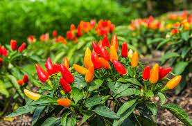 Check spelling or type a new query. How To Grow Chilli Peppers Thompson Morgan