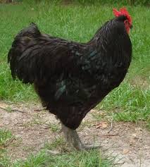 Jersey Giants Chickens At Duckduckgo Australia Pictures Giant Chicken Rare Breed