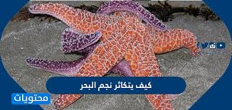 اللّهُـمَّ إِنِّـي أَصْبَـحْتُ أُشْـهِدُك ، وَأُشْـهِدُ حَمَلَـةَ عَـرْشِـك ، وَمَلَائِكَتَكَ ، وَجَمـيعَ خَلْـقِك ، أَنَّـكَ أَنْـتَ اللهُ لا إلهَ إلاّ أَنْـتَ وَحْـدَكَ لا شَريكَ لَـك ، وَأَنَّ ُ مُحَمّـداً عَبْـدُكَ وَرَسـولُـك. ÙƒÙŠÙ ÙŠØªÙƒØ§Ø«Ø± Ù†Ø¬Ù… Ø§Ù„Ø¨Ø­Ø±