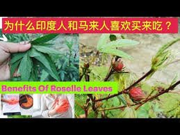 吃洛神花的葉子 六个你可能不知道好处 6 amazing health benefits of roselle leaves gongura manfaat daun asam paya youtube roselle personal care person
