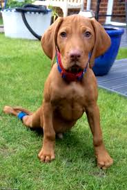 Puppies for sale from dog breeders near houston, texas. Puppy Gilbert Who Lost Use Of Hind Legs After Being Accidentally Trodden On Gets A Doggy Wheelchair Daily Mail Online