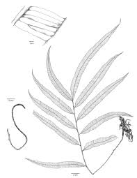 Image result for Lomariopsis hederacea