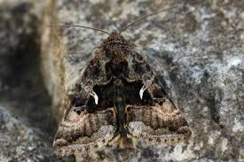 Image result for Syngrapha hochenwarthi