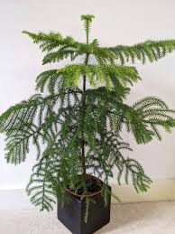 As with any house plant, make sure you've got adequate drainage. Norfolk Island Pine Information And Care Guide Our House Plants