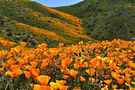 Celebrate and remember the lives we have lost in fremont, california. Desert Wildflower Reports For Southern California By Desertusa