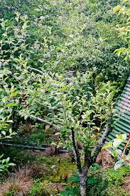 If you come at that time of year, you have a. 4 Steps To Pruning An Apple Tree