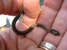 Smallest snake in the world name. Smallest Snake In The World