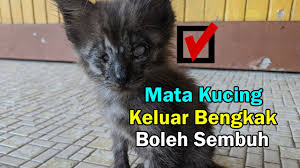 Ubat cara menghilangkan sakit kepala. Cara Rawat Kucing Mata Keluar Dan Bengkak Serta Alami Jangkitan Teruk Tertutup Lama Youtube