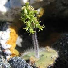 Image result for Holothrix villosa